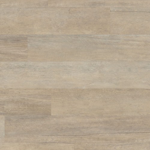 kp147-7-coastlineoak-_oh.jpg